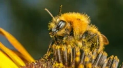 Příčiny, příznaky a léčba bee kousnutí