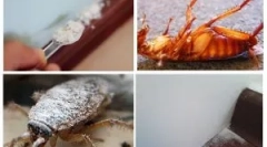 Aplikace sušičky z švábů a lůžkových lůžek