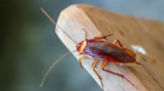 Aplikace švábů gely