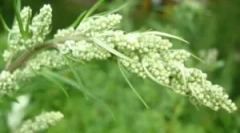 Použití wormwoodu z blešího domu