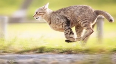 Kolekce koček na přezdívku