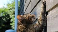 Kočičí učení k kogttechce