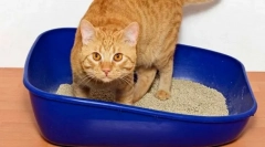 Kočičí učení na záchodě