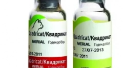 Vakcinace koček pro kočky - ochrana milovaného mazlíčka z nebezpečné onemocnění virů