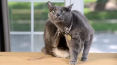 Známky blechů kočkou a jak vypadají