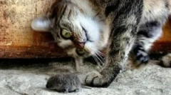 Značky a plemena kočičí mousetles