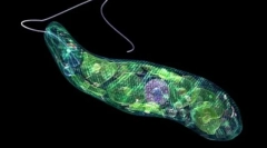 Známky živých organismů