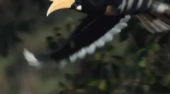 Rhino bird - farmářský les
