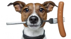 Purin van pro psy: vyvážená ekonomika