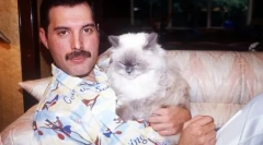 Načechrané múzy: fakta o kočkách slavných lidí