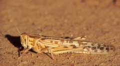 Opuštěný locust