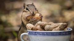 Chipmunk dieta v přírodě a doma