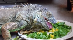 Iguana dieta v přírodě a doma