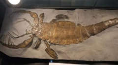 Rakoskorpions