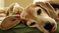 Poruchy paraspitoidní žlázy