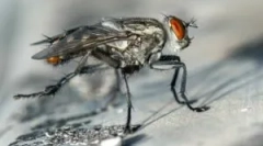 Rostliny a lidové léky, které děsí mouchy