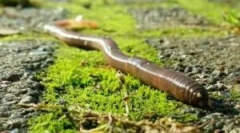 Reprodukce cyklu rainworm a vývoje