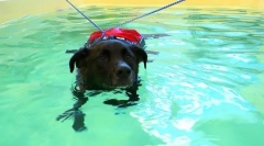 Rehabilitace psů a koček