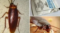 Recepty s kyselinou boritou z švábů