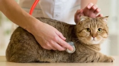 Pravidelná kontrola kočky