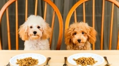 Stupeň odtoku: výběr krmiva pro velké a malé skály