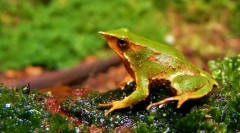 Rinoderma darwin