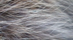 Obrázek na kočičí vlnu