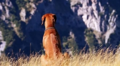 Rhodesian ridgeback (foto): lustful hunter a bold watchman