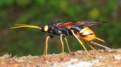 Rogohvost