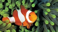 Fish amemone