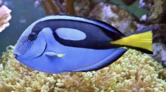 Chirurg ryby