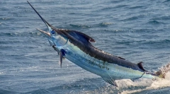 Fish-sword - jeden z nejrychlejších ryb na světě