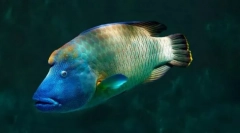 Fish-napoleon