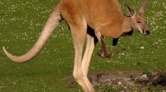 Červený klokan