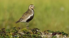 Rzhanka golden south