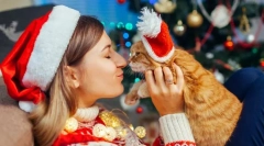 Šťastný nový rok, kočka! 14 novoroční nápady pro kočky