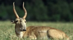Saiga