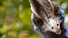 Nejagresivnější pták