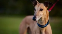 Nejrychlejší pes na světě