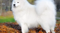 Samoyed laika (foto) - loajální přítel a pozitivní energetický poplatek