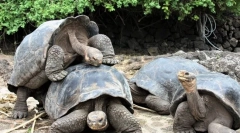 Nejčastěji žil zvířata na světě