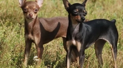 Nejznámější nerozpoznaná plemena psů (s fotografiemi)