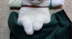 Nejznámější kočky a kočky na internetu