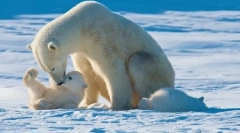 Největší predátory země