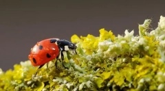 Nejužitečnější hmyz: top 10 s fotografiemi