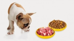 Nejoblíbenější potraviny pro psa 2019 - pedigri: solerage make-upu a recenze