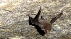 Vzácná zvířata: 10 vyhynulých druhů