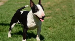 Nejtěžší pes vyškolený