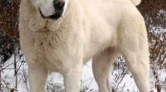 Klidná plemena psů