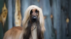 Nejstarší plemena psů na světě